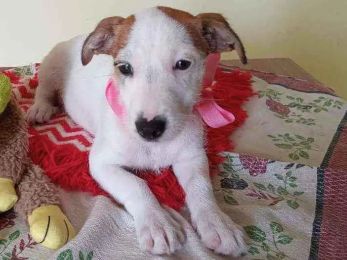 Cachorro raça Srd idade Abaixo de 2 meses nome Chanel 