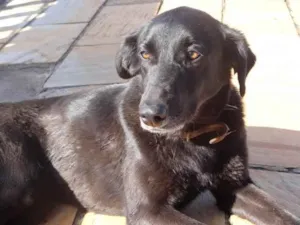 Cachorro raça Vira lata idade 1 ano nome Neguinho