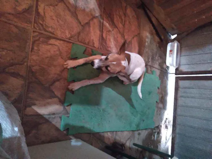 Cachorro raça Vira lata idade 2 a 6 meses nome Lunna