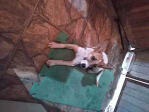Cachorro raça Vira lata idade 2 a 6 meses nome Lunna
