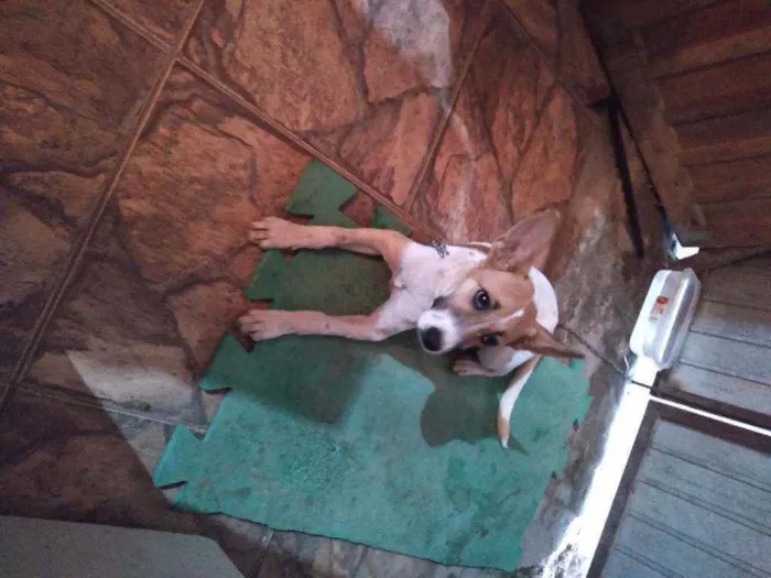 Cachorro raça Vira lata idade 2 a 6 meses nome Lunna