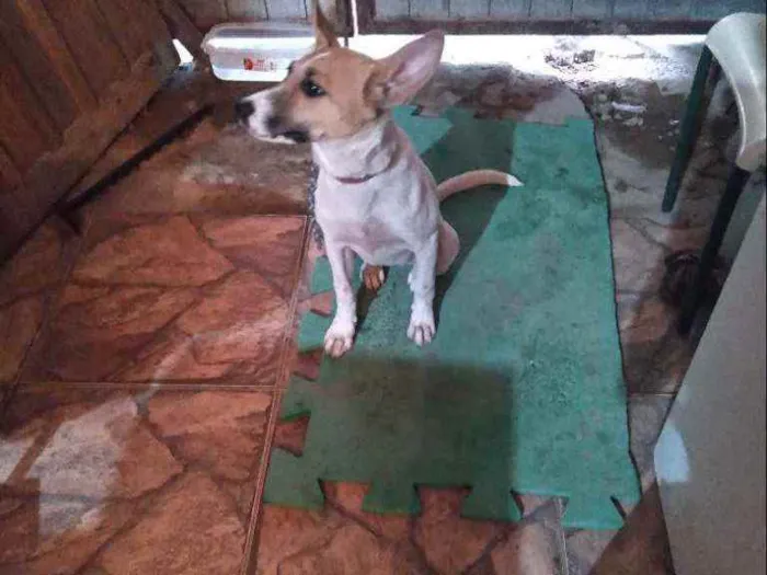 Cachorro raça Vira lata idade 2 a 6 meses nome Lunna