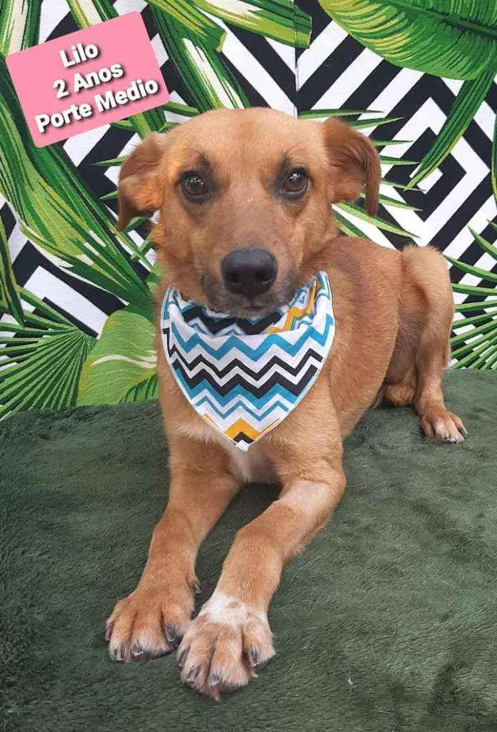 Cachorro raça SRD  idade 2 anos nome Lilo carinhoso 