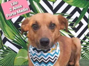 Cachorro raça SRD  idade 2 anos nome Lilo carinhoso 