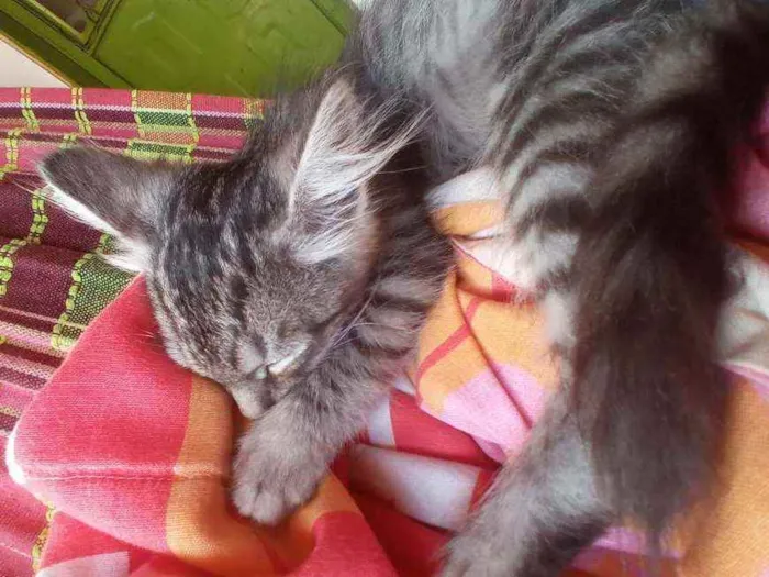 Gato ra a Vira Lara idade 2 a 6 meses nome Palermo