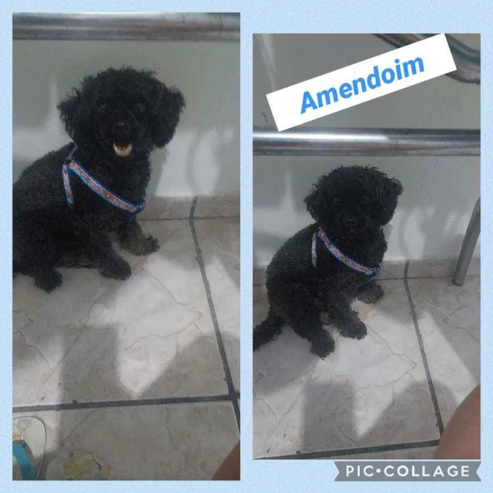 Cachorro raça POODLE idade 4 anos nome AMENDOIM