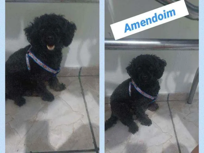 AMENDOIM