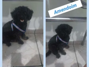 Cachorro raça POODLE idade 4 anos nome AMENDOIM