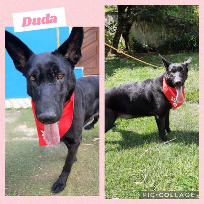 Cachorro raça PASTOR BELGA idade 3 anos nome DUDA