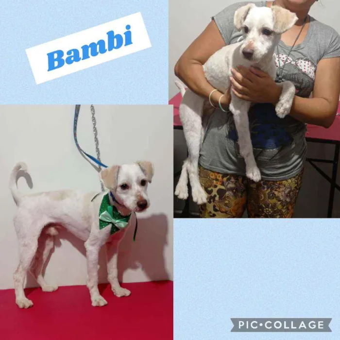 Cachorro raça POODLE idade 7 a 11 meses nome BAMBI