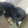 Cachorro raça Mestiço  idade Abaixo de 2 meses nome Zeus 