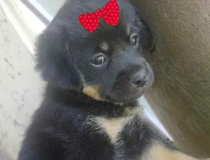 Cachorro raça Mestiça  idade Abaixo de 2 meses nome Cacau 