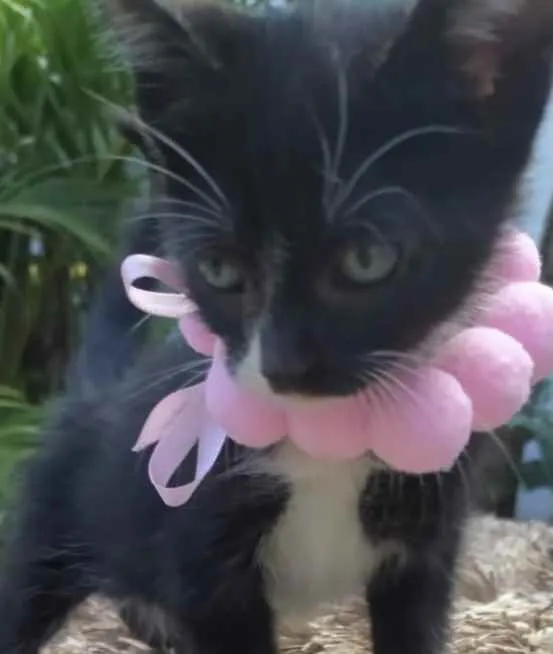 Gato ra a Mestiça  idade 2 a 6 meses nome Pietra 
