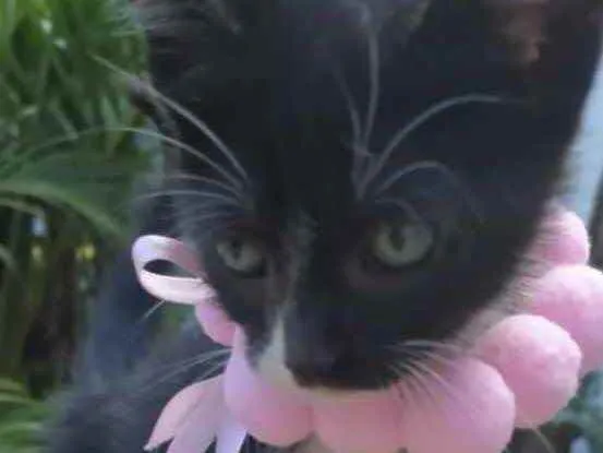 Gato ra a Mestiça  idade 2 a 6 meses nome Pietra 