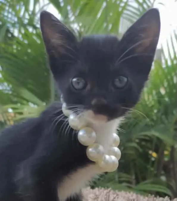 Gato ra a Mestiça  idade 2 a 6 meses nome Kika 