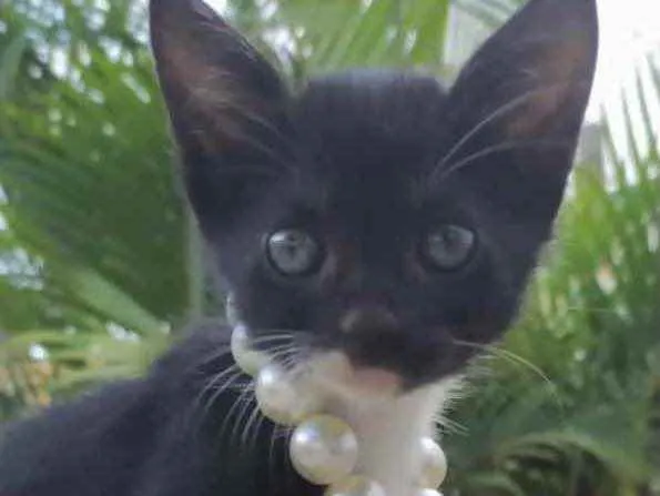 Gato ra a Mestiça  idade 2 a 6 meses nome Kika 