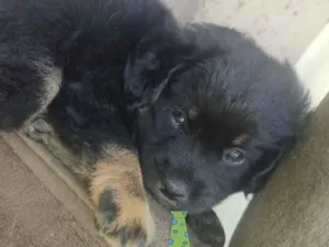 Cachorro raça Mestiço  idade Abaixo de 2 meses nome Zeus 