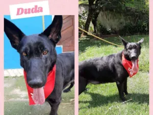 Cachorro raça PASTOR BELGA idade 3 anos nome DUDA