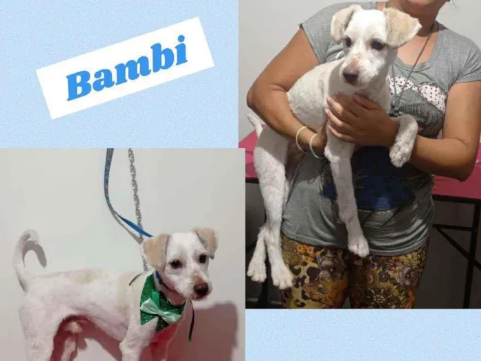 Cachorro raça POODLE idade 7 a 11 meses nome BAMBI