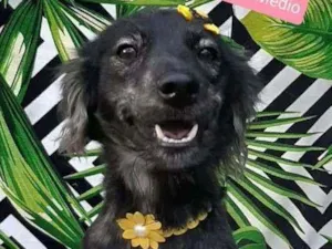 Cachorro raça  idade 1 ano nome Belinha 