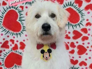 Cachorro raça SRD  idade 3 anos nome Baruk 
