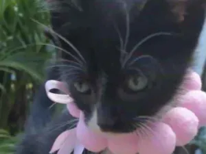 Gato raça Mestiça  idade 2 a 6 meses nome Pietra 