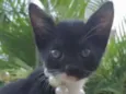 Kika 