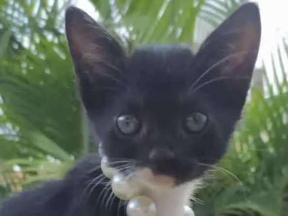 Gato ra a Mestiça  idade 2 a 6 meses nome Kika 
