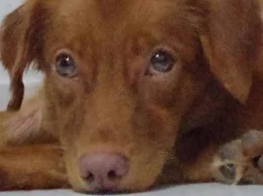 Cachorro ra a Não sei idade 2 anos nome Zoe