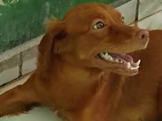 Cachorro ra a Não sei idade 2 anos nome Zoe