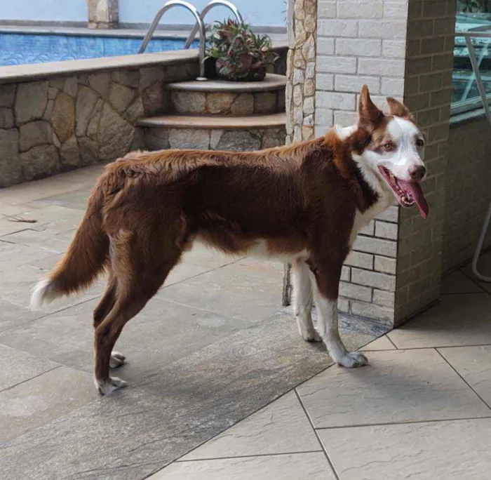 Cachorro raça Border collie idade 5 anos nome Max