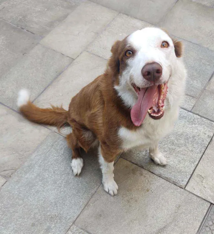 Cachorro raça Border collie idade 5 anos nome Max