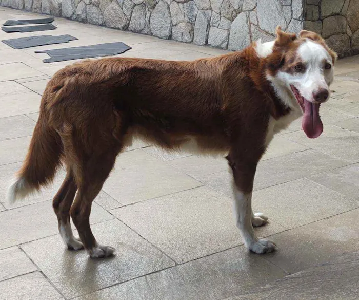 Cachorro raça Border collie idade 5 anos nome Max