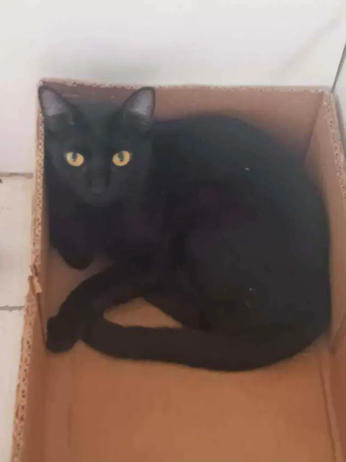 Gato raça Srd  idade 7 a 11 meses nome Thera