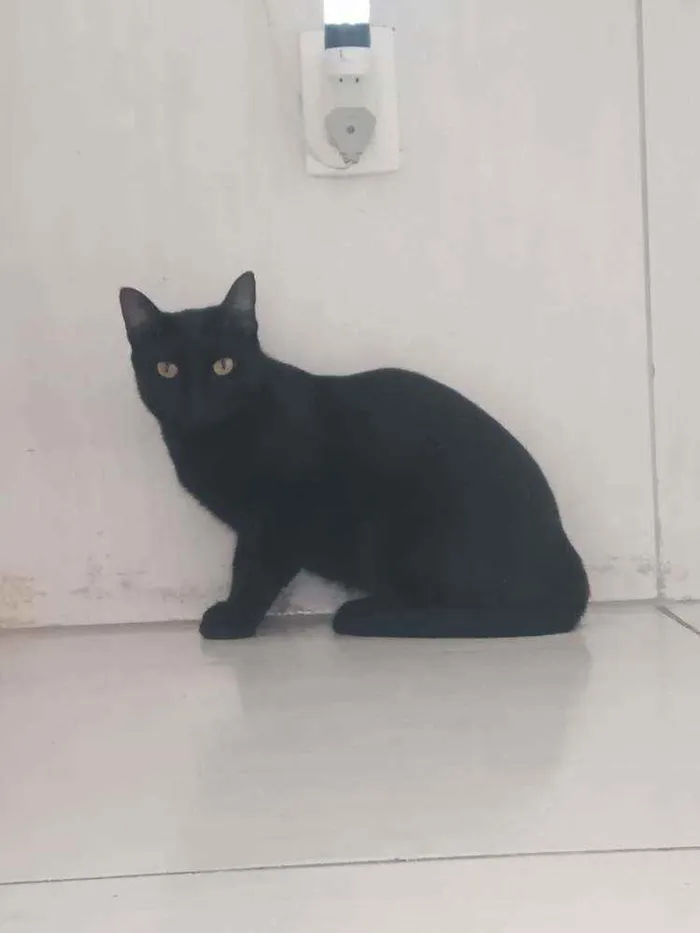 Gato raça Srd  idade 7 a 11 meses nome Thera