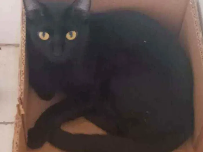 Gato raça Srd  idade 7 a 11 meses nome Thera