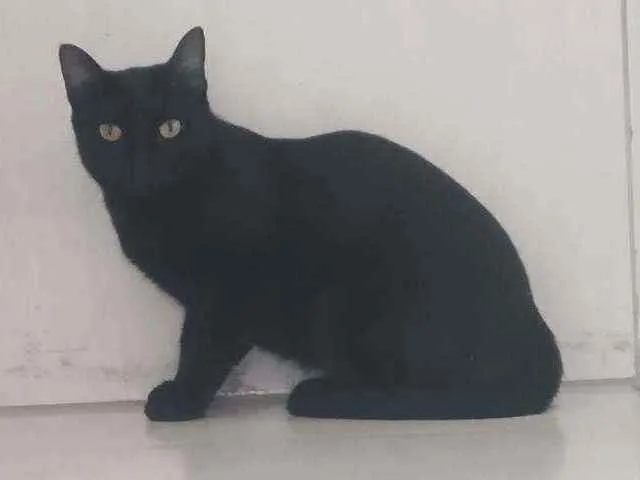 Gato raça Srd  idade 7 a 11 meses nome Thera