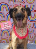 Cachorro raça SRD  idade 2 anos nome Magali 