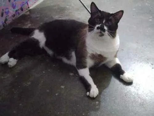 Gato ra a Siamês idade 3 anos nome Tom