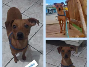 Cachorro raça SRD idade 2 a 6 meses nome GASPARZINHO