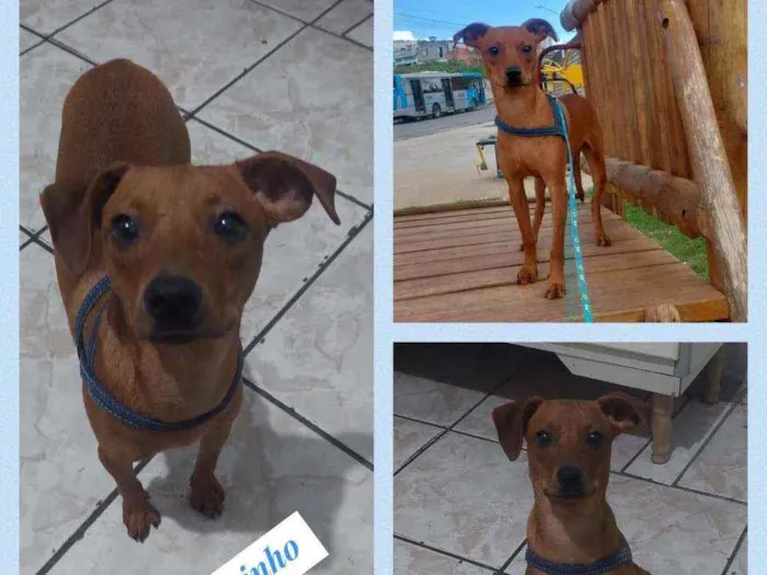 Cachorro raça SRD idade 2 a 6 meses nome GASPARZINHO