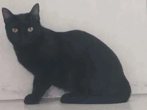 Gato raça Srd  idade 7 a 11 meses nome Thera