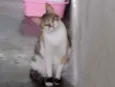 Magali