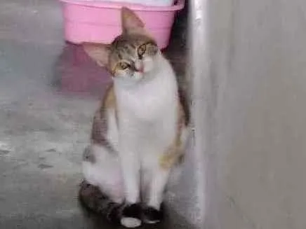Gato ra a Srd idade 1 ano nome Magali