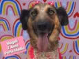 Cachorro raça SRD  idade 2 anos nome Magali 