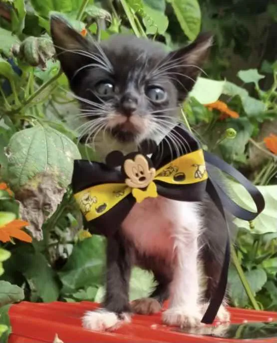 Gato ra a Mestiço  idade Abaixo de 2 meses nome Pingo 