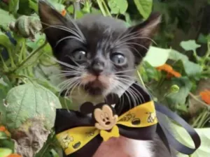 Gato raça Mestiço  idade Abaixo de 2 meses nome Pingo 