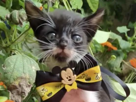 Gato ra a Mestiço  idade Abaixo de 2 meses nome Pingo 