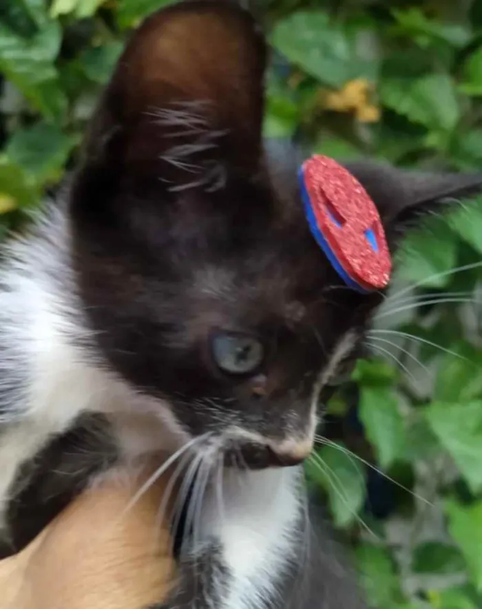 Gato ra a Mestiço  idade Abaixo de 2 meses nome Juca 