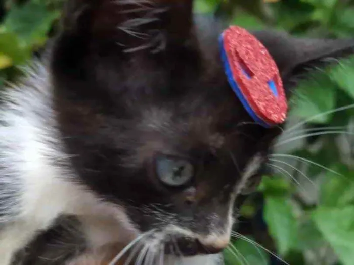Gato ra a Mestiço  idade Abaixo de 2 meses nome Juca 